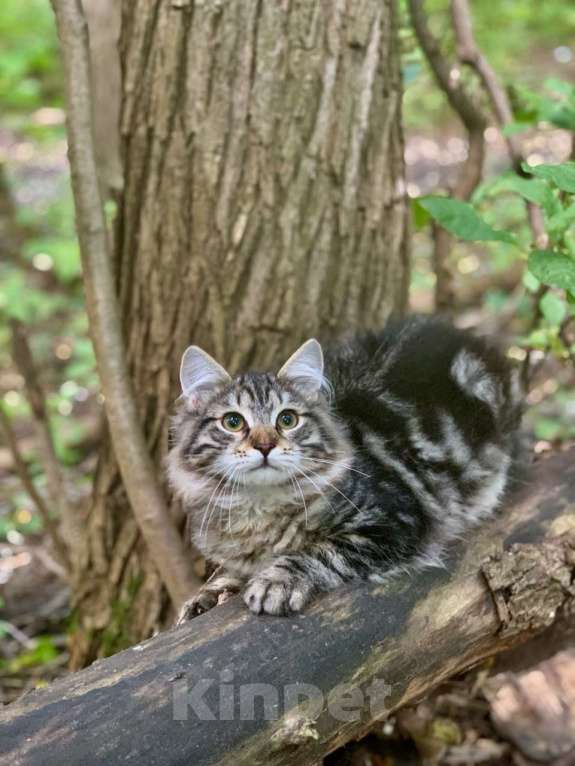 Кошки в Перми: Сибирский котенок Мальчик, Бесплатно - фото 2