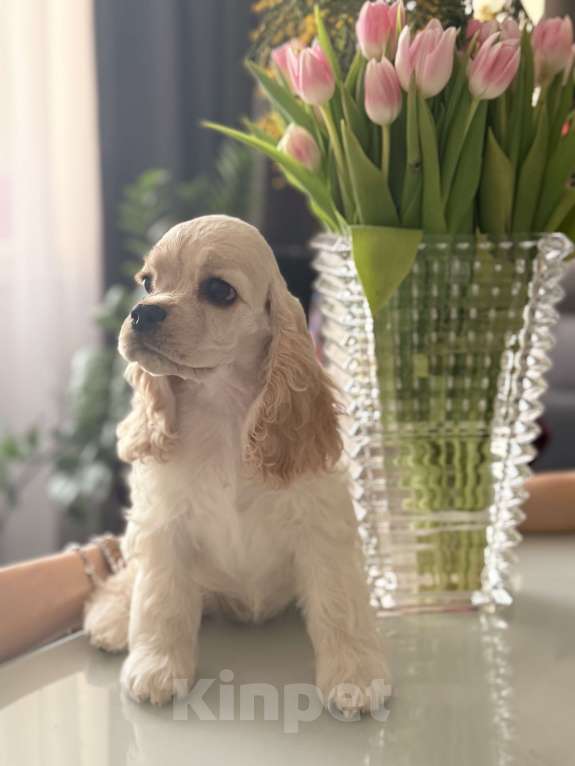 Собаки в Москве: Девочка кокер спаниеля Девочка, 55 000 руб. - фото 2