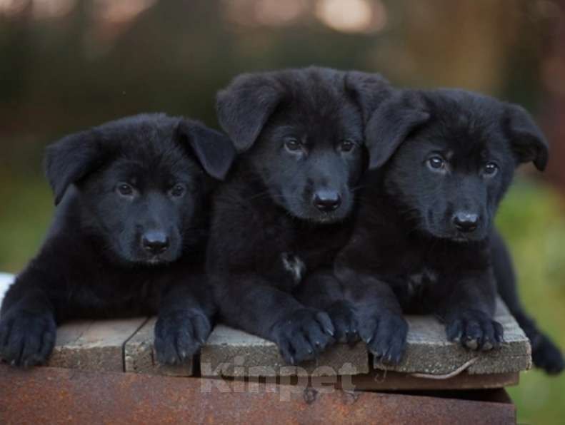 Собаки в Севастополе: Щенки немецкой овчарки черного окраса от черной пары Мальчик, 20 000 руб. - фото 1