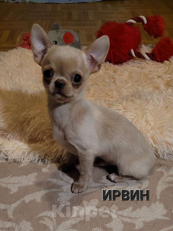 Собаки в Москве: Девочка и мальчик Чихуахуа эффектного окраса Мальчик, Бесплатно - фото 1