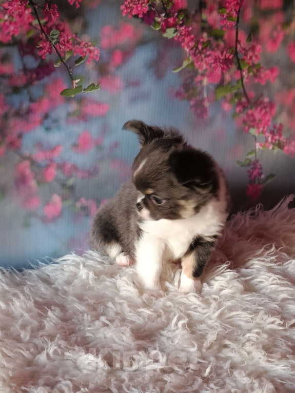 Собаки в Москве: Девочка дш голубой триколор Девочка, 120 000 руб. - фото 1