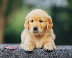Собаки в Санкт-Петербурге: Золотистый ретривер щенок Девочка, 120 000 руб. - фото 2