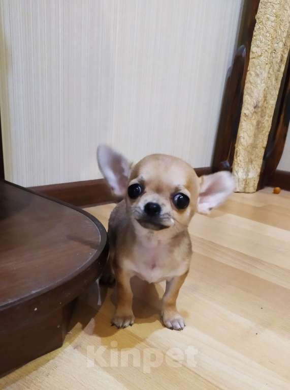 Собаки в Москве: Гномик, мини чихуахуа  Мальчик, 40 000 руб. - фото 6