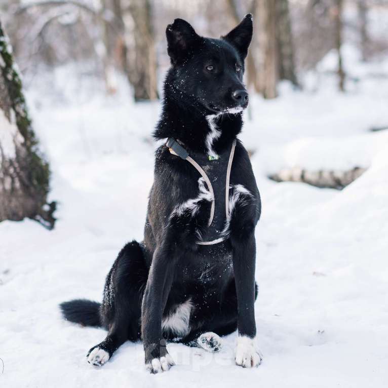 Собаки в Москве: Шейла Девочка, Бесплатно - фото 4