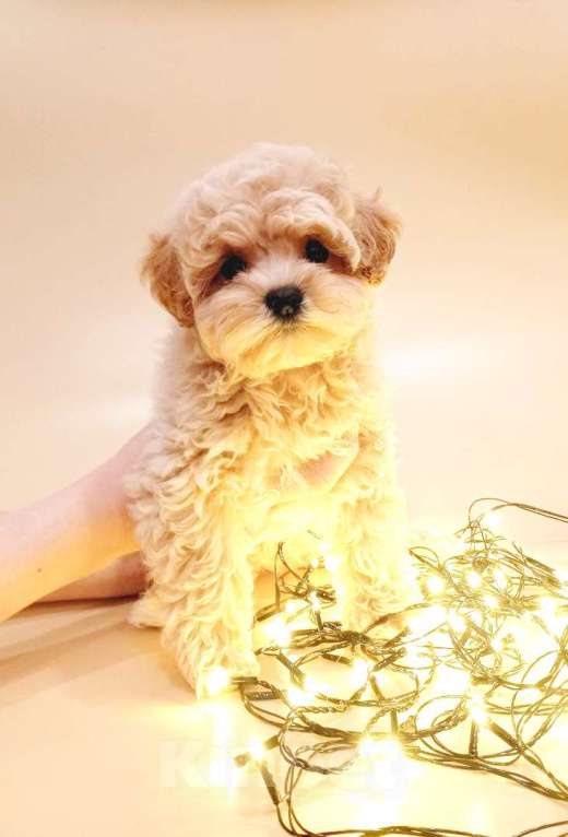 Собаки в других городах Свердловской области: мальтипу F1 мини, карамельный мальчик   Мальчик, 100 000 руб. - фото 2