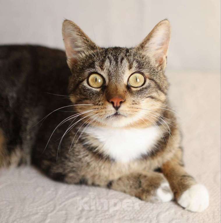 Кошки в Москве: Самый ласковый котик Колизей Мальчик, Бесплатно - фото 3