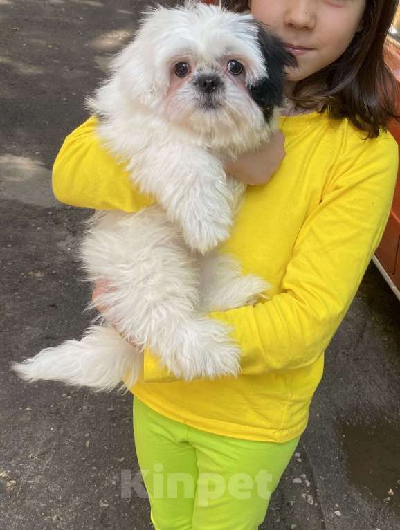 Собаки в Воронеже: Мальтиек+ шитцу  Девочка, 50 000 руб. - фото 2