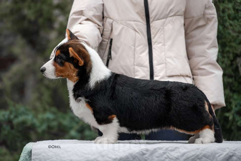 Собаки в других городах Краснодарского края: Щенки вельш корги кардиган Мальчик, 60 000 руб. - фото 8