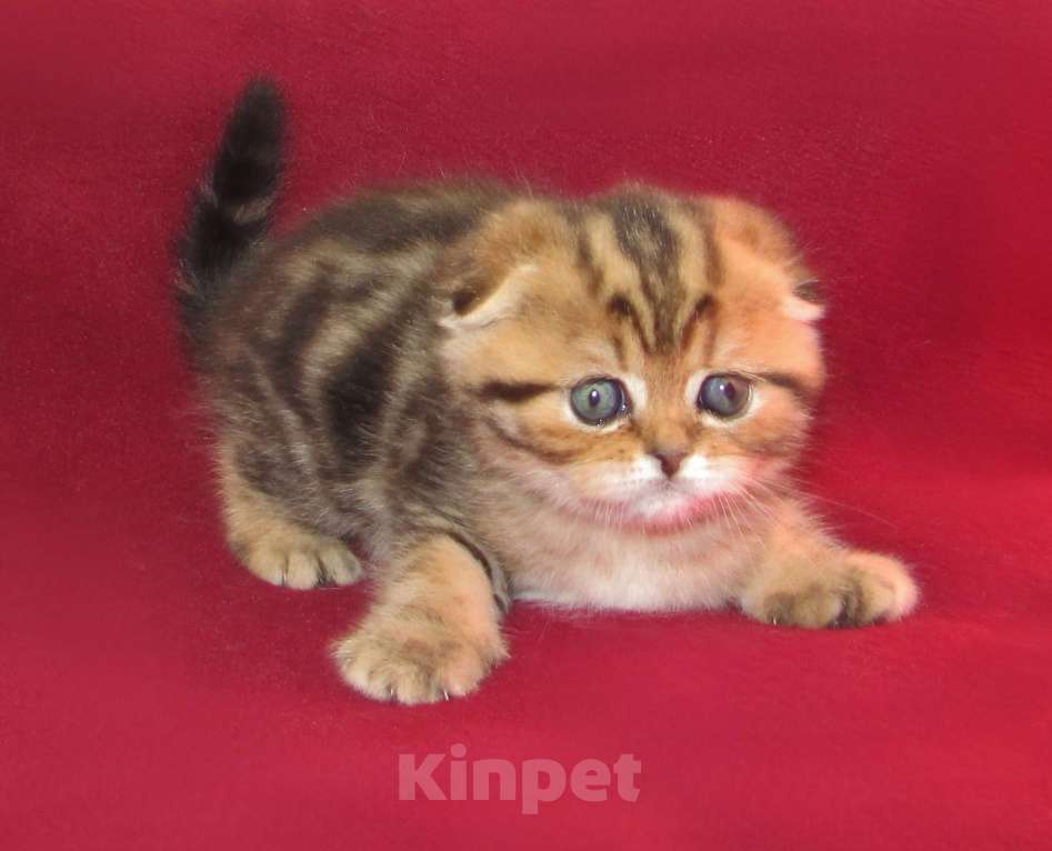 Кошки в Санкт-Петербурге: шотландская кошечка фолд Девочка, 40 000 руб. - фото 1