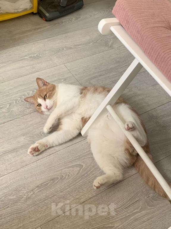 Кошки в Санкт-Петербурге: Кот в добрые руки Мальчик, Бесплатно - фото 3