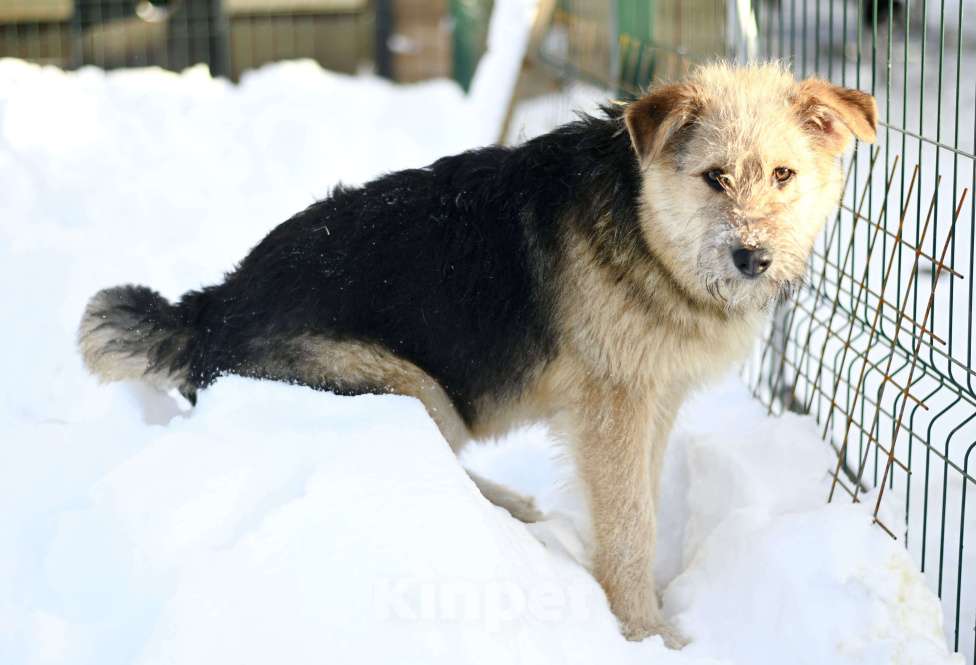 Собаки в Москве: Арчи в добрые руки Мальчик, Бесплатно - фото 5
