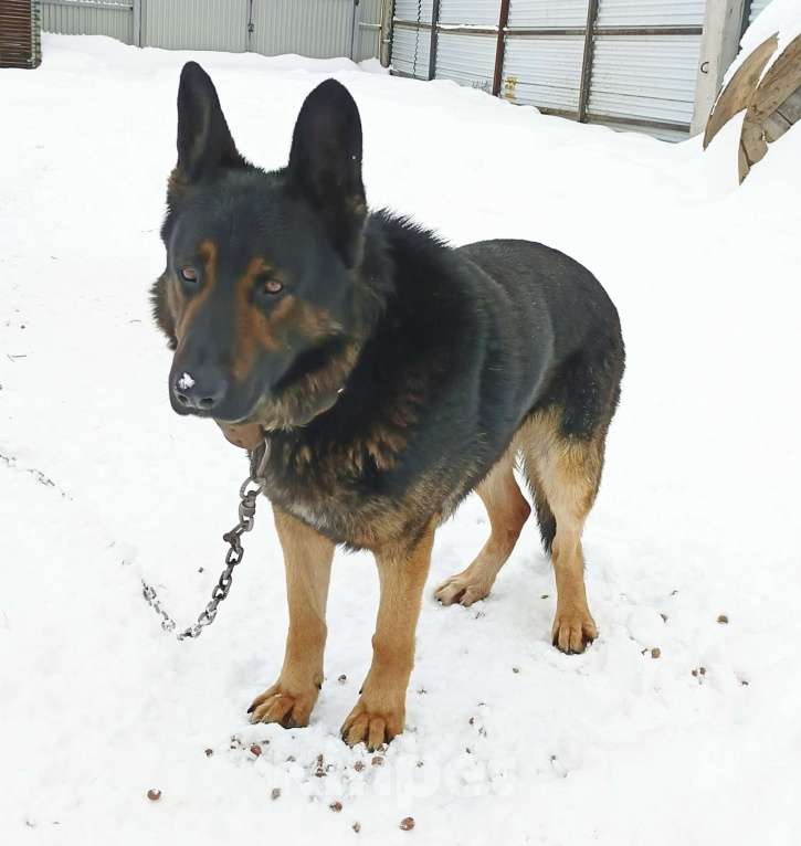 Собаки в Москве: Даром кабель немецкая овчарка 5 лет Мальчик, Бесплатно - фото 2
