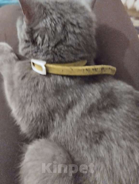 Кошки в Владимире: Пропала Кошка . Выпрыгнула из окна ночью , если кто увидит позвоните пожалуйста Девочка, 1 руб. - фото 3