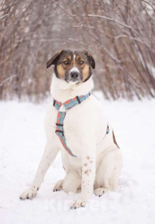 Собаки в Москве: Преданный друг Лютик ждёт свою семью Мальчик, Бесплатно - фото 2