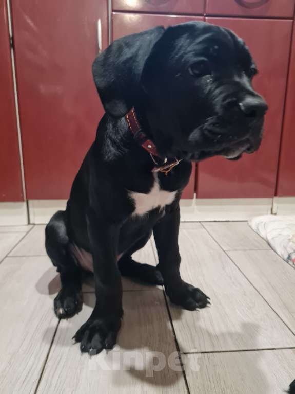 Собаки в Брянске: Жду хозяина! Девочка, 25 000 руб. - фото 2