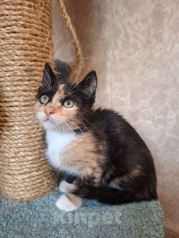 Кошки в Москве: Котёнок трехцветный в добрые руки  Девочка, Бесплатно - фото 2