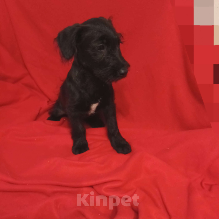 Собаки в Санкт-Петербурге: Щенок в добрые руки Девочка, Бесплатно - фото 3