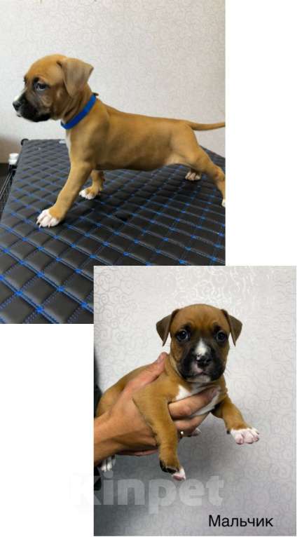 Собаки в Обнинске: Щенок Мальчик, 15 000 руб. - фото 2