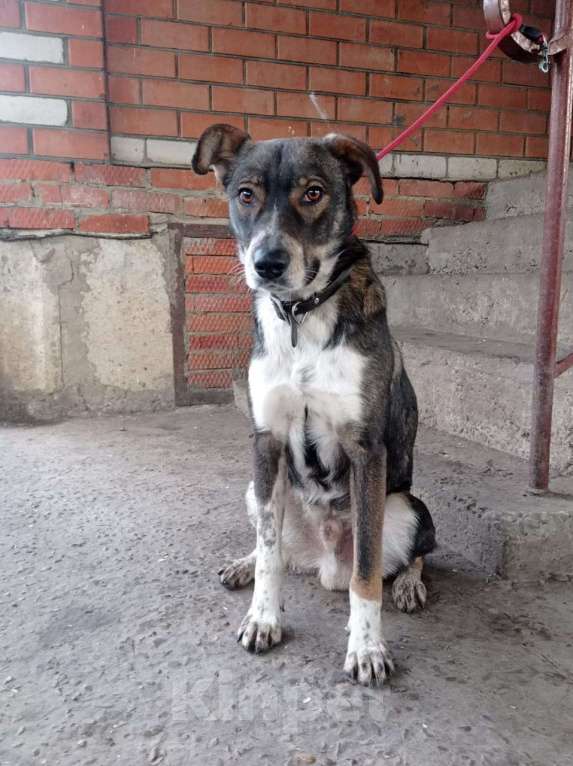 Собаки в Краснодаре: ДЖЕМ СУПЕР ОХРАННИК Мальчик, Бесплатно - фото 2