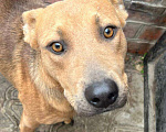 Собаки в Анапе: Красавица-ласкуша Звёздочка очень хочет стать домашней и любимой! Девочка, Бесплатно - фото 3
