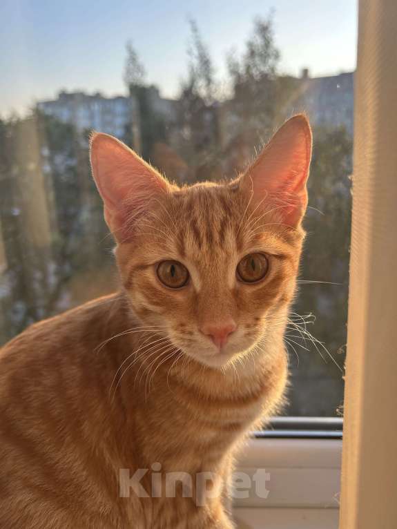 Кошки в Санкт-Петербурге: кот кузя  Мальчик, Бесплатно - фото 3