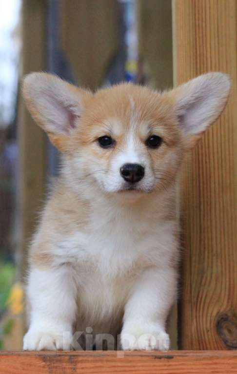 Собаки в Москве: Amansi Just about love Девочка, 70 000 руб. - фото 3