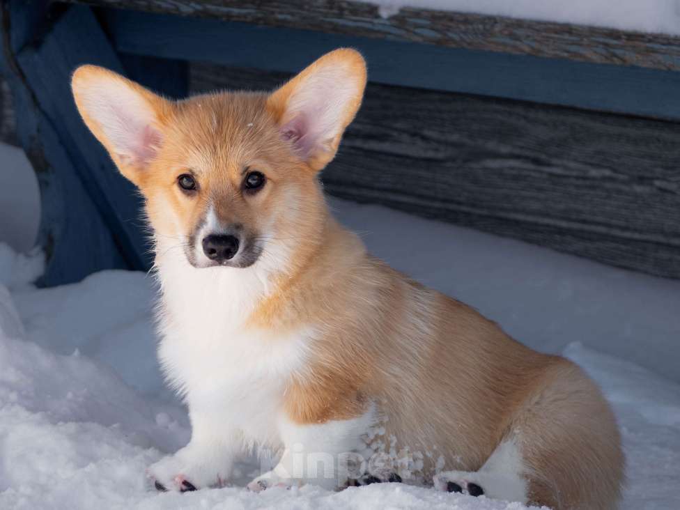 Собаки в Новосибирске: Щенок вельш корги пемброк Мальчик, Бесплатно - фото 1