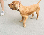 Собаки в Новосибирске: Вязка, 52 руб. - фото 3