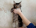 Кошки в Мур: Мейнкунята, 15 000 руб. - фото 8