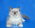 Кошки в Москве: Невский маскарадный котёнок Одиссей Мальчик, 5 000 руб. - фото 1