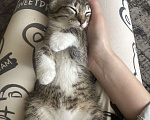 Кошки в Мурином: котенок Девочка, Бесплатно - фото 1