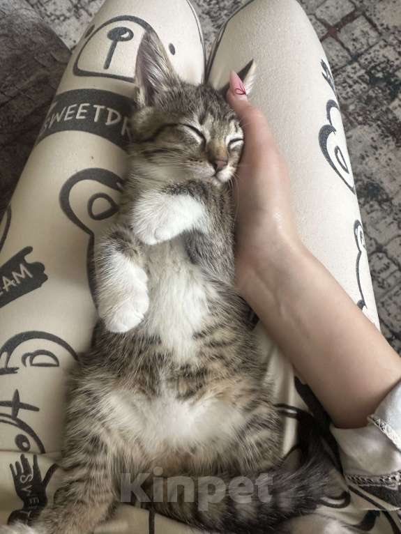 Кошки в Мурином: котенок Девочка, Бесплатно - фото 1