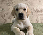 Собаки в Пушкино: Щенки Лабрадора от плановых вязок Мальчик, 40 000 руб. - фото 3