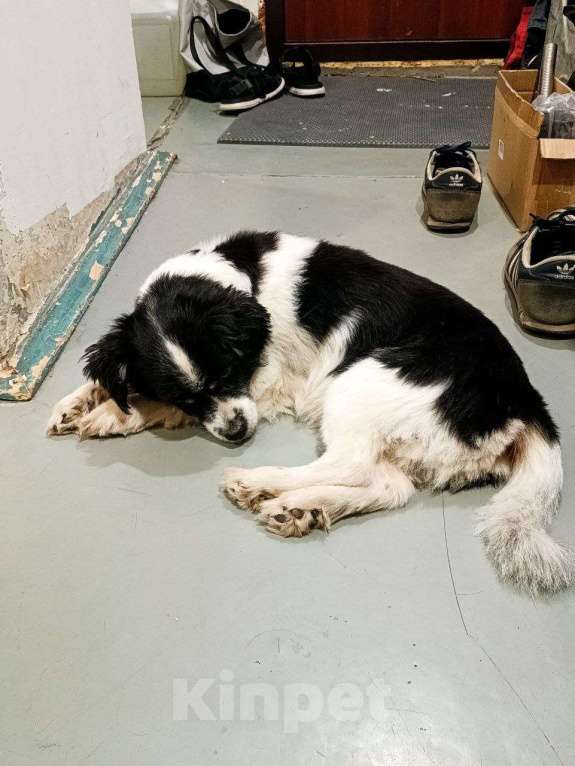 Собаки в Тольятти: Поиск собаки  Мальчик, 500 руб. - фото 3