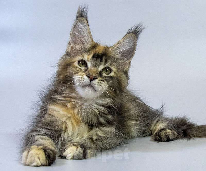 Кошки в Москве: Котенок мейн кун Девочка, Бесплатно - фото 4