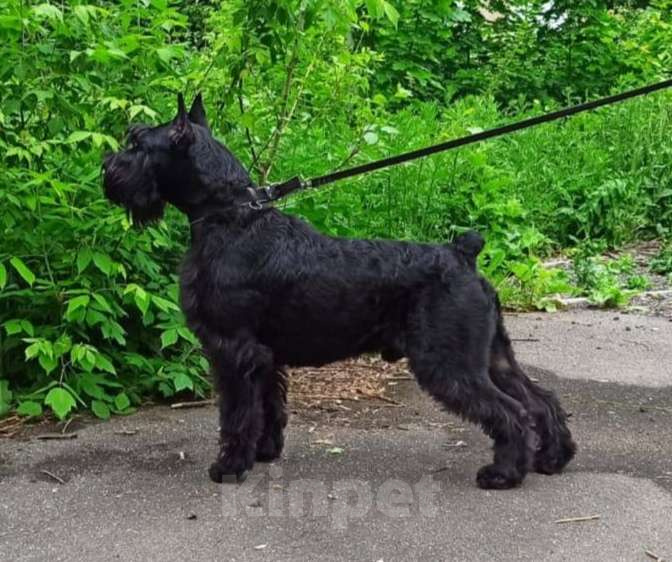 Собаки в Калуге: ризеншнауцер Мальчик, 120 000 руб. - фото 1