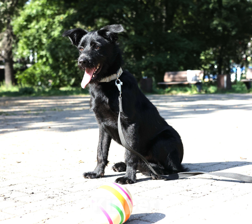 Собаки в Москве: Собака бесплатно Москва Мальчик, Бесплатно - фото 5