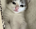 Кошки в Химках: Котенок в добрые руки Мальчик, Бесплатно - фото 1