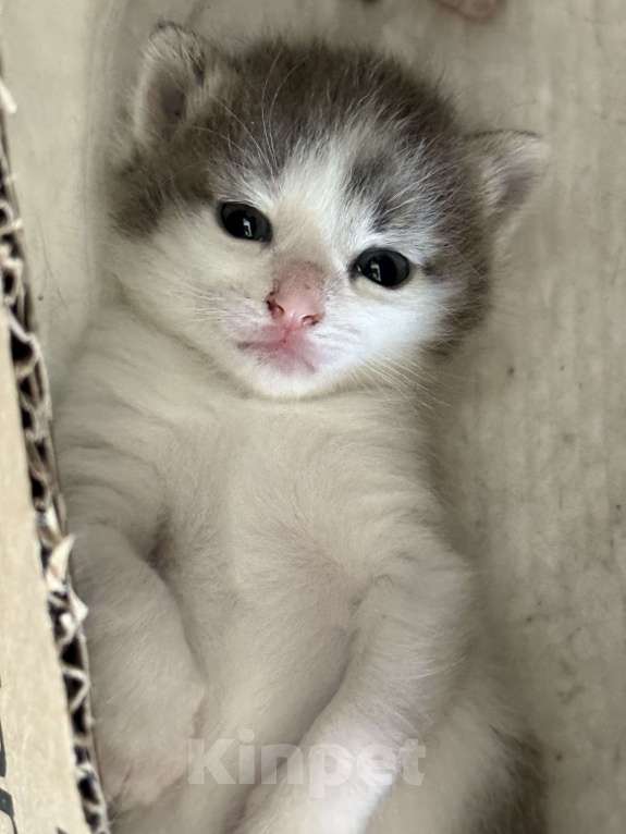 Кошки в Химках: Котенок в добрые руки Мальчик, Бесплатно - фото 1