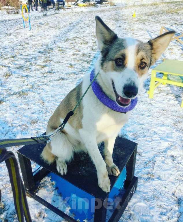 Собаки в Москве: Белая ласковая собачка Зайка в добрые руки Девочка, Бесплатно - фото 3