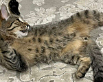 Кошки в Москве: Чудесный котенок Матроскин ищет дом Мальчик, 1 руб. - фото 5