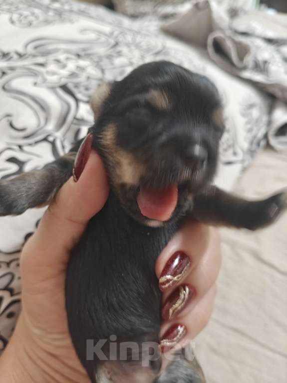 Собаки в Ростове-на-Дону: Морки 3 Мальчик, 30 000 руб. - фото 2