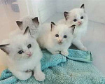 Кошки в Москве: Девочки Рэгдолл Девочка, 18 000 руб. - фото 1