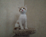 Кошки в Домодедово: Котенок в добрые руки Мальчик, 1 руб. - фото 3
