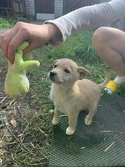 Мальчик (метис таксы) ищет дом