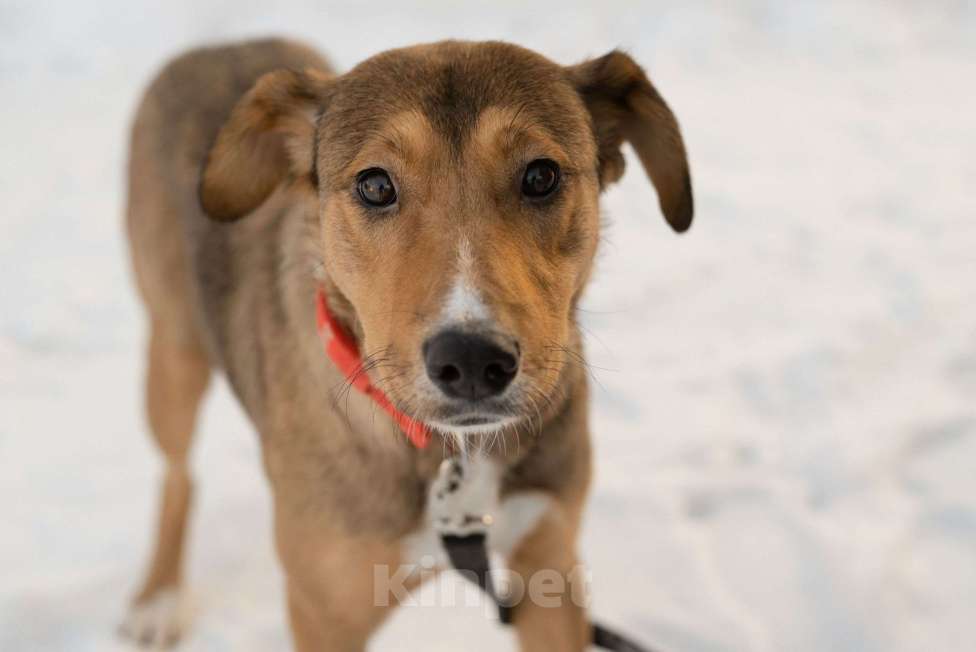 Собаки в Москве: Карамель ждет хозяев Девочка, Бесплатно - фото 1