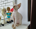 Кошки в Воронеже: Девон Рекс котёнок Мальчик, Бесплатно - фото 6
