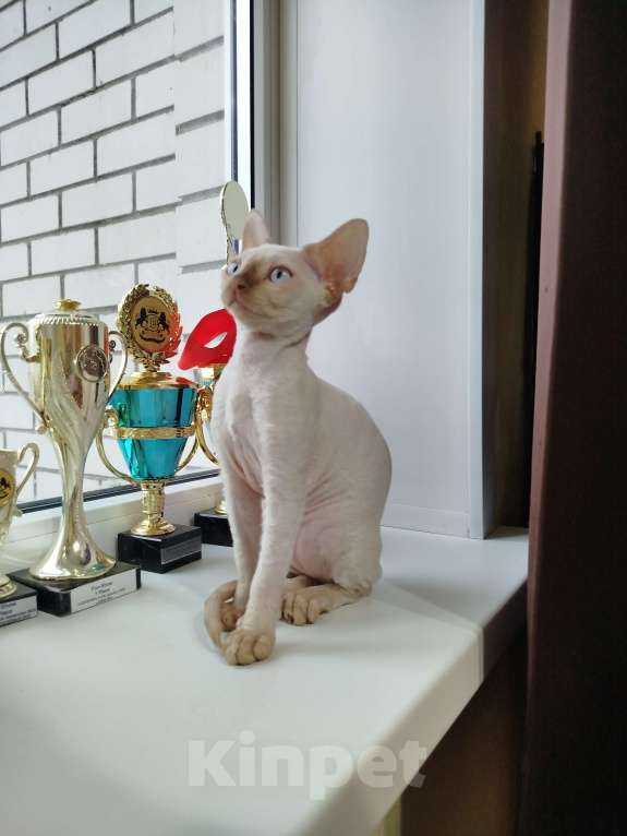 Кошки в Воронеже: Девон Рекс котёнок Мальчик, Бесплатно - фото 6