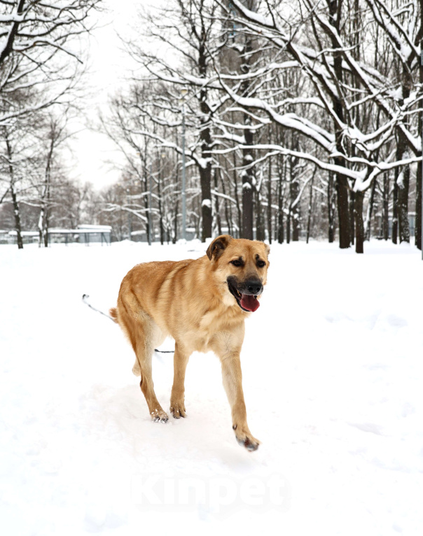 Собаки в Москве: Собака бесплатно в Москве Мальчик, Бесплатно - фото 7