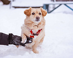 Собаки в Москве: Маленький пёсик ищет дом Мальчик, Бесплатно - фото 10